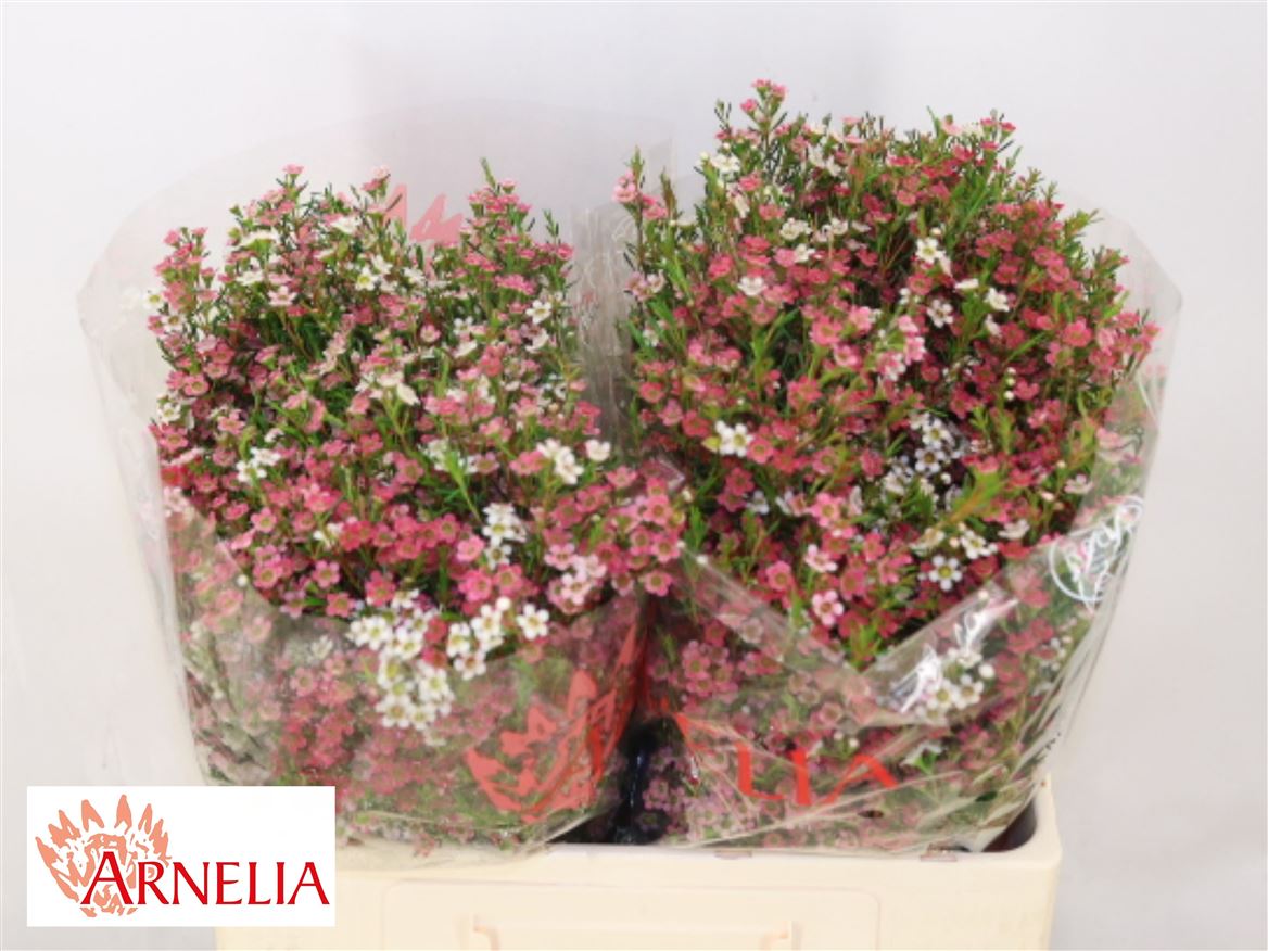 Chamelaucium My Sweet 16 50cm 45gram