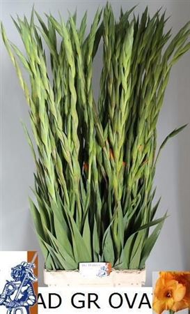 Gladiolus Ovatie 120cm 230gram