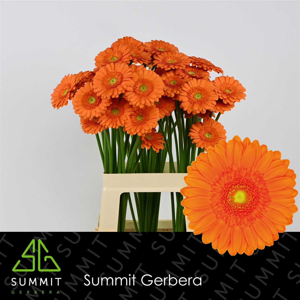 Gerbera Mini Max