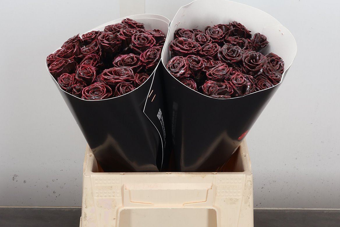 Rosa Spr Colrbeh 40cm