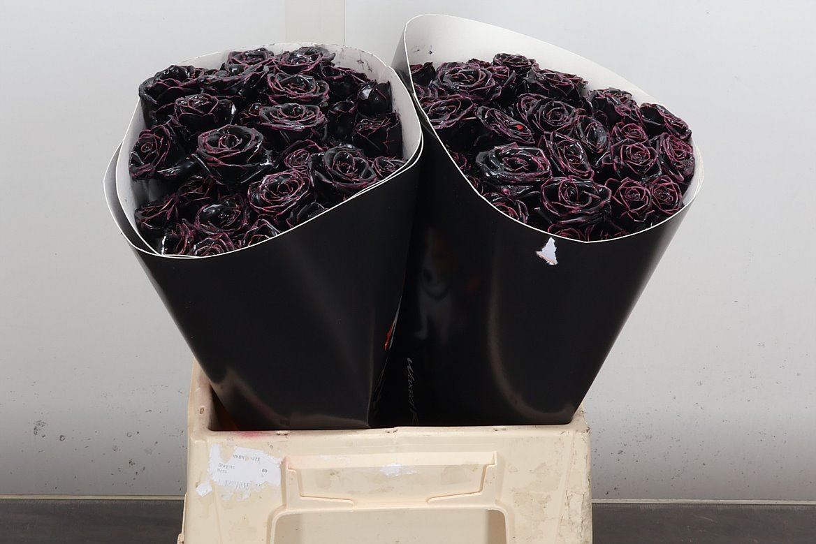 Rosa Spr Colrbeh 40cm