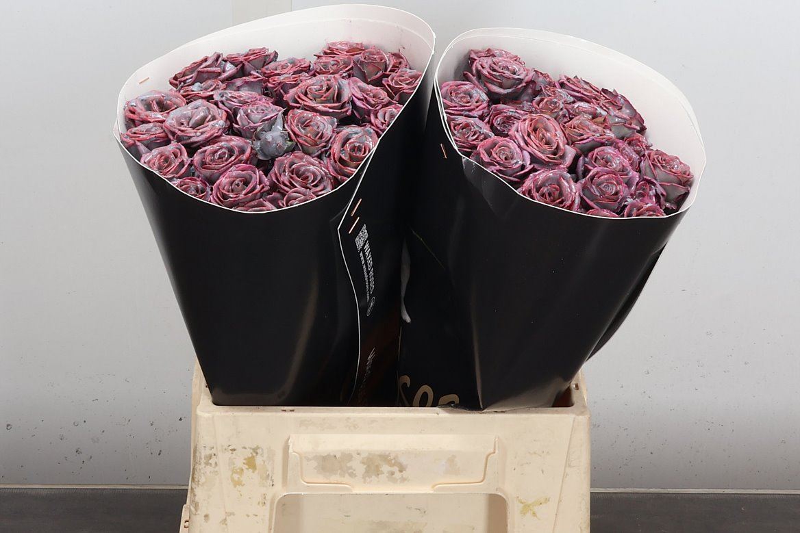Rosa Spr Colrbeh 40cm