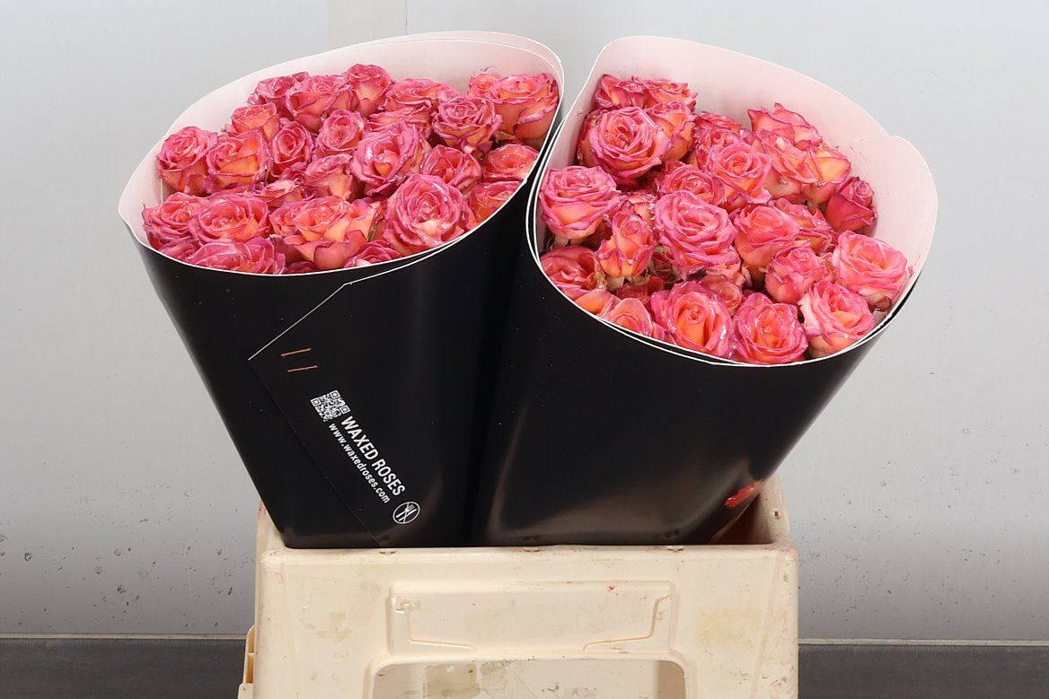 Rosa Spr Colrbeh 40cm