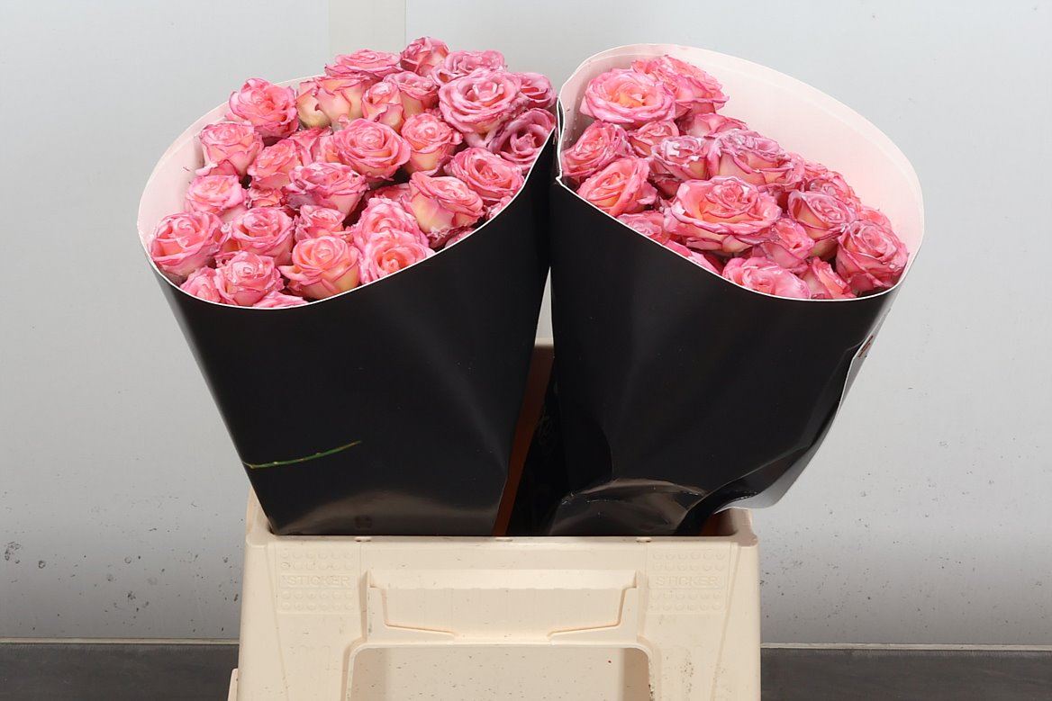 Rosa Spr Colrbeh 40cm