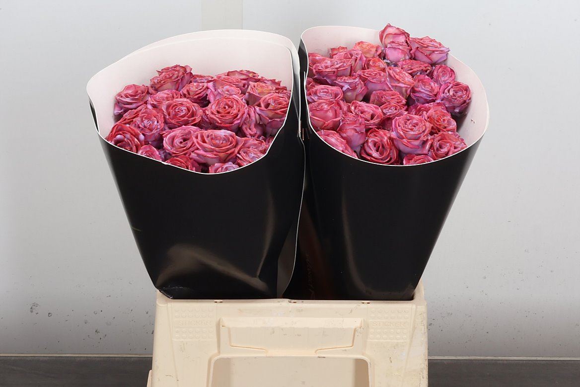 Rosa Spr Colrbeh 40cm