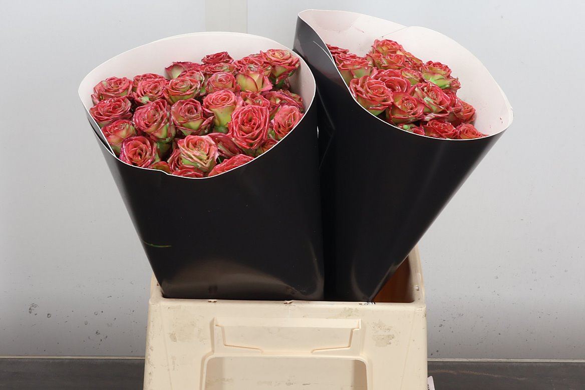 Rosa Spr Colrbeh 40cm