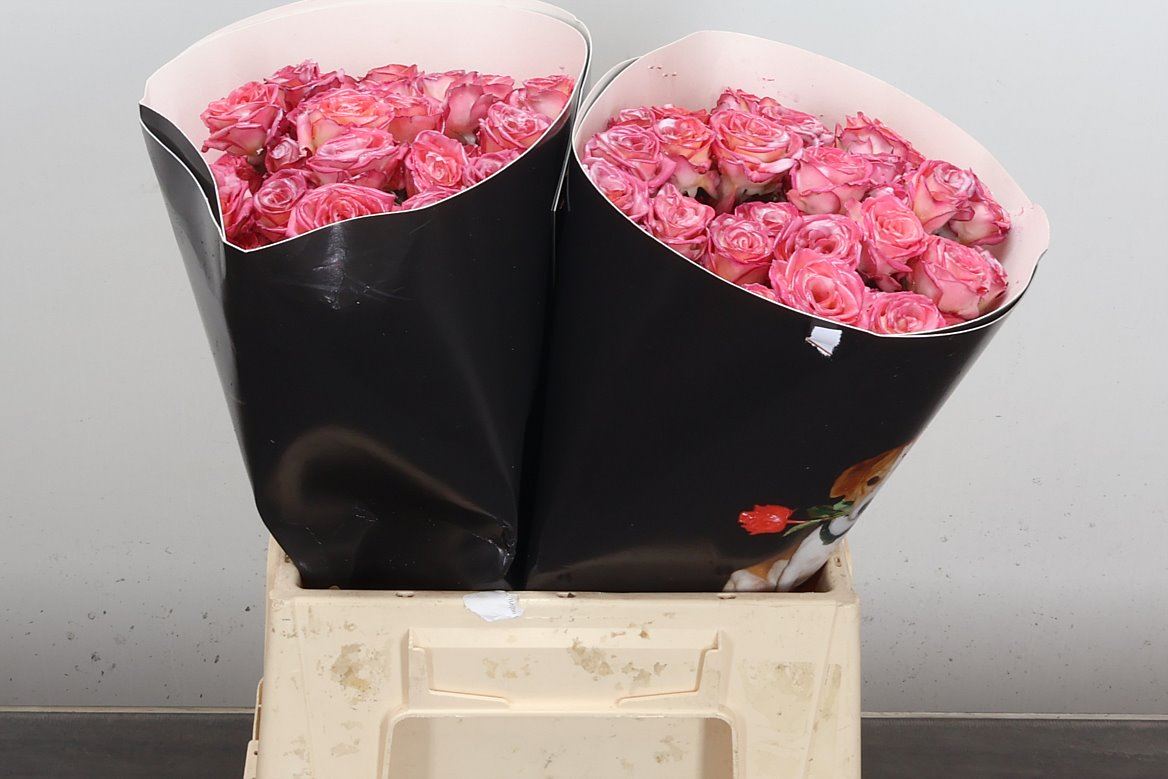 Rosa Spr Colrbeh 40cm