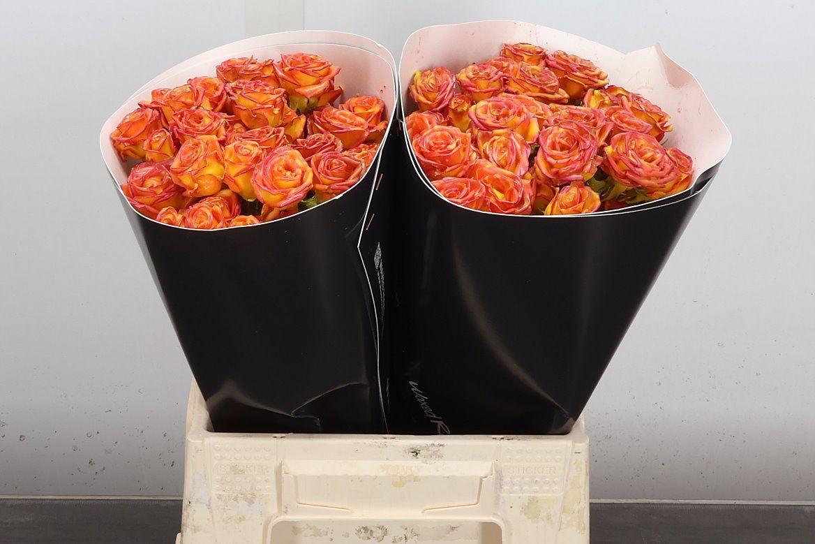 Rosa Spr Colrbeh 40cm