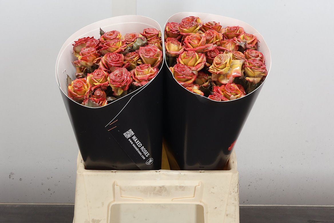 Rosa Spr Colrbeh 40cm