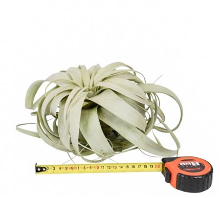 Tillandsia (BROMELIA)