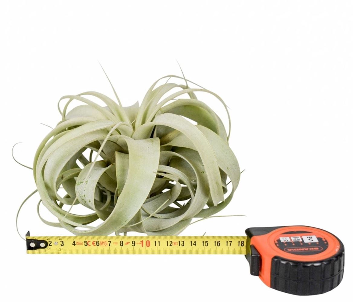 Tillandsia (BROMELIA)