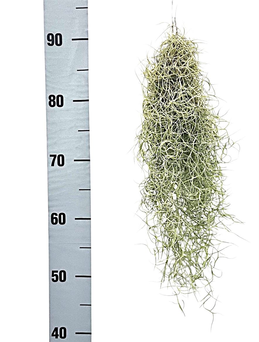 Till Usneoides