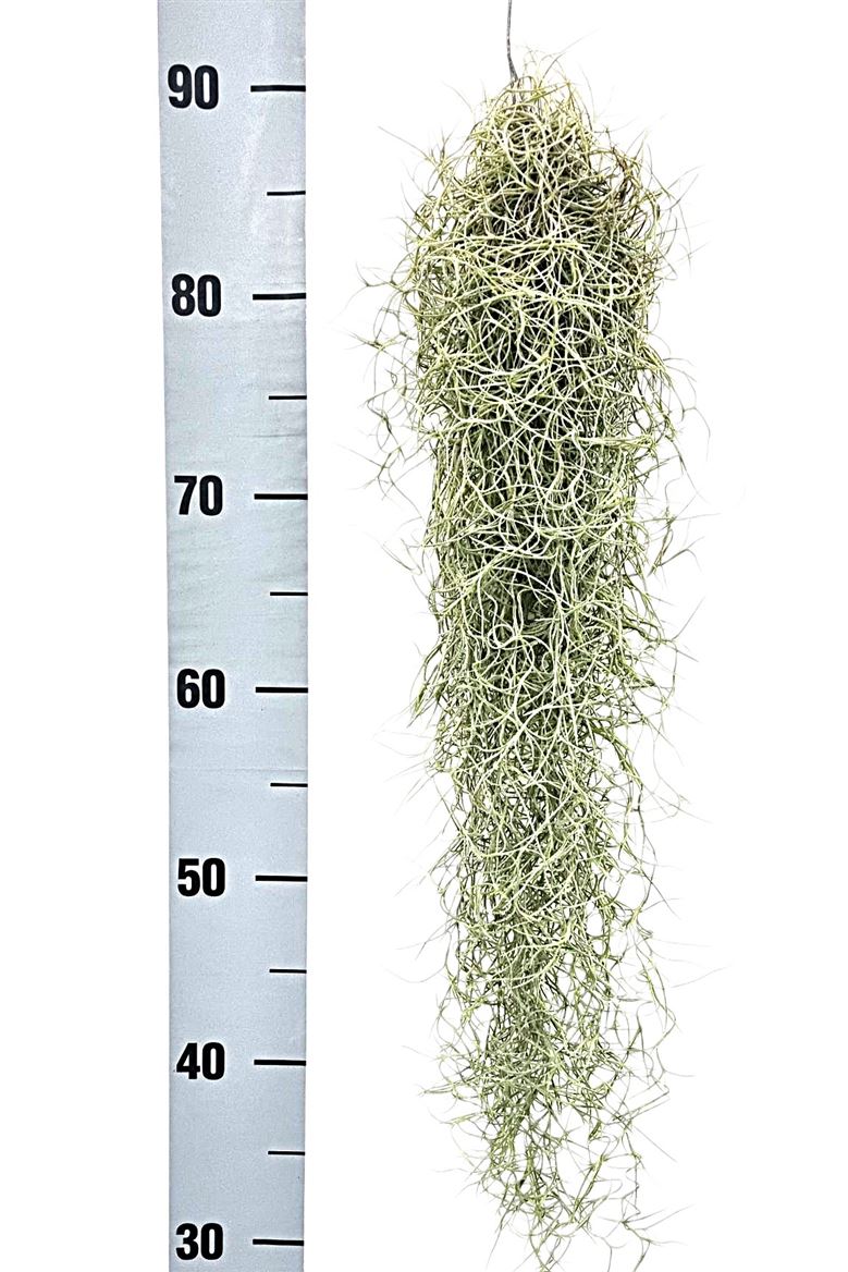 Tillandsia Ionantha