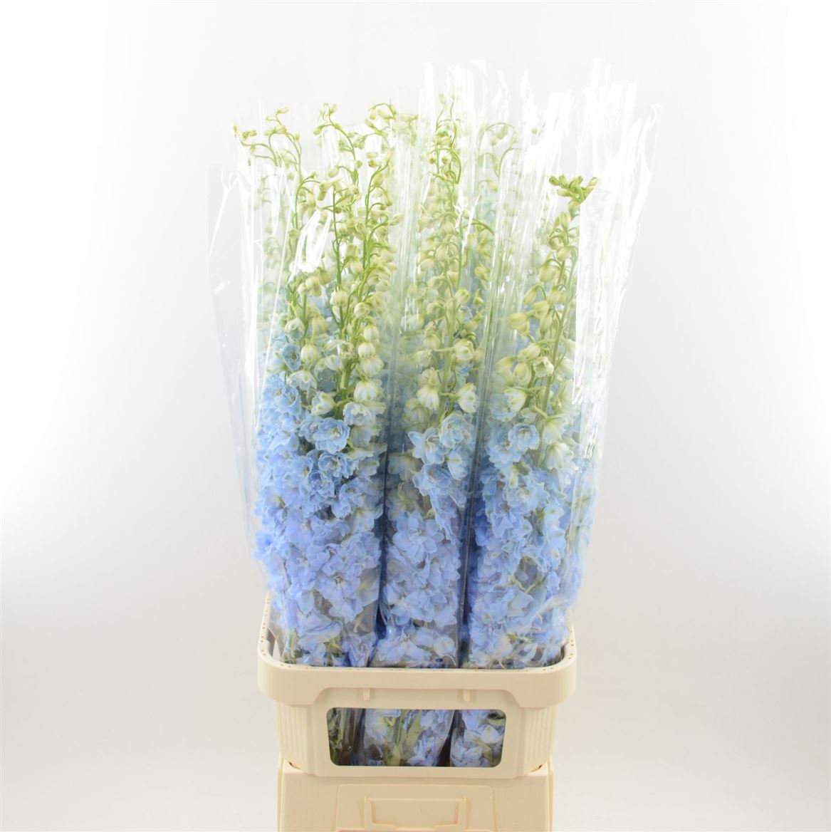 Delphinium El Dewi Boy 120cm