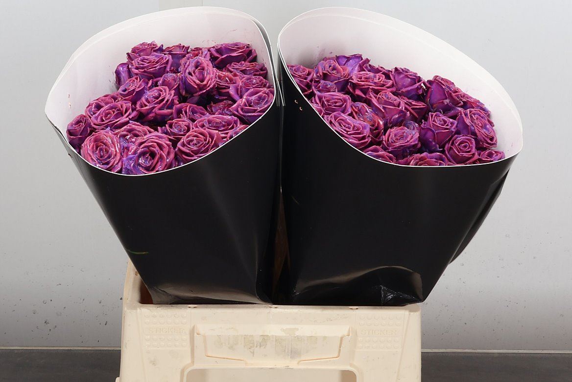 Rosa Spr Colrbeh 40cm
