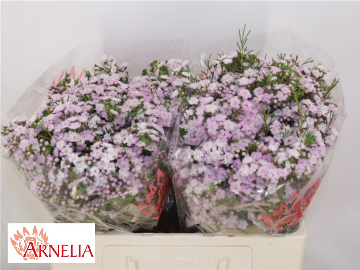 Chamelaucium Dancing Queen 50cm 45gram