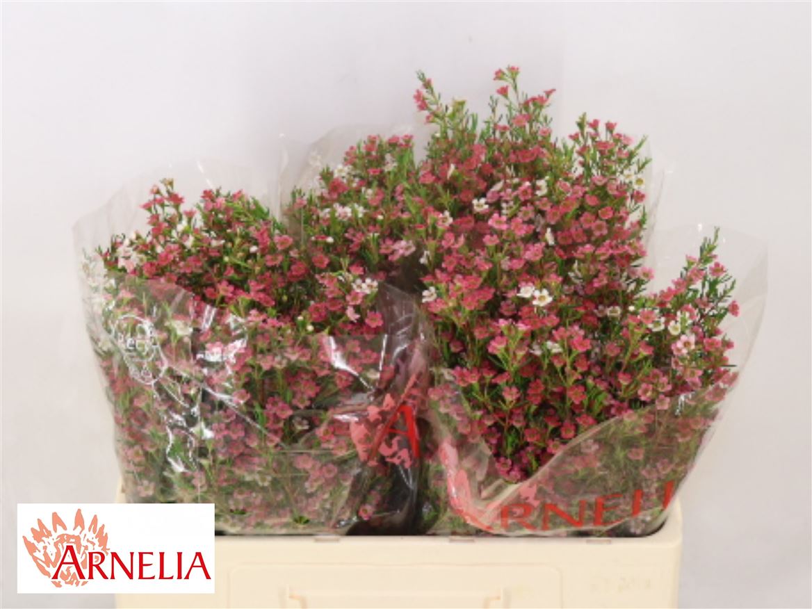 Chamelaucium My Sweet 16 50cm 25gram