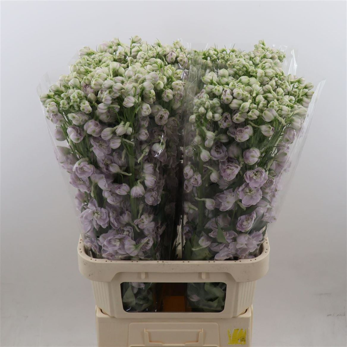 Delphinium Dewi Spike 100cm