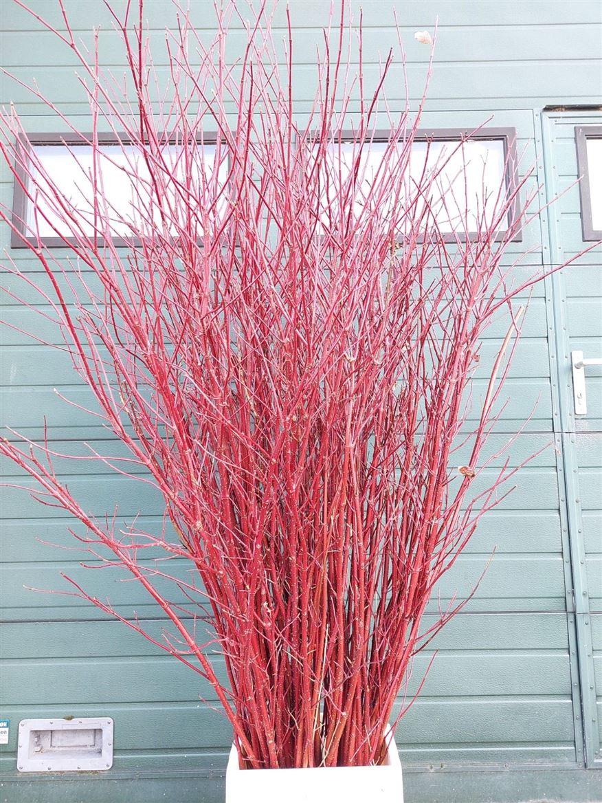 Cornus Alba Sibirica