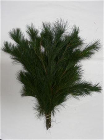 Pinus Strobus
