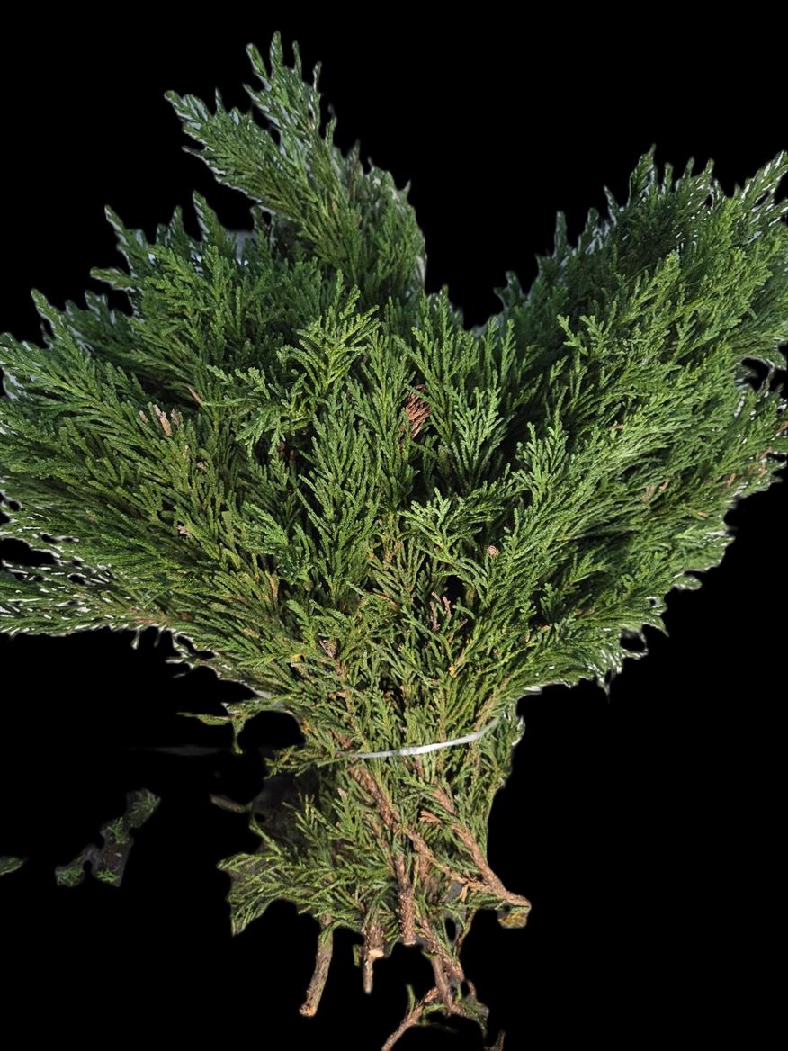 Chamaecyparis Obtusa Drath Per Bunch 40cm