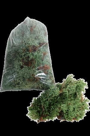 Chamaecyparis P Boulevard Bs 20cm 982gram