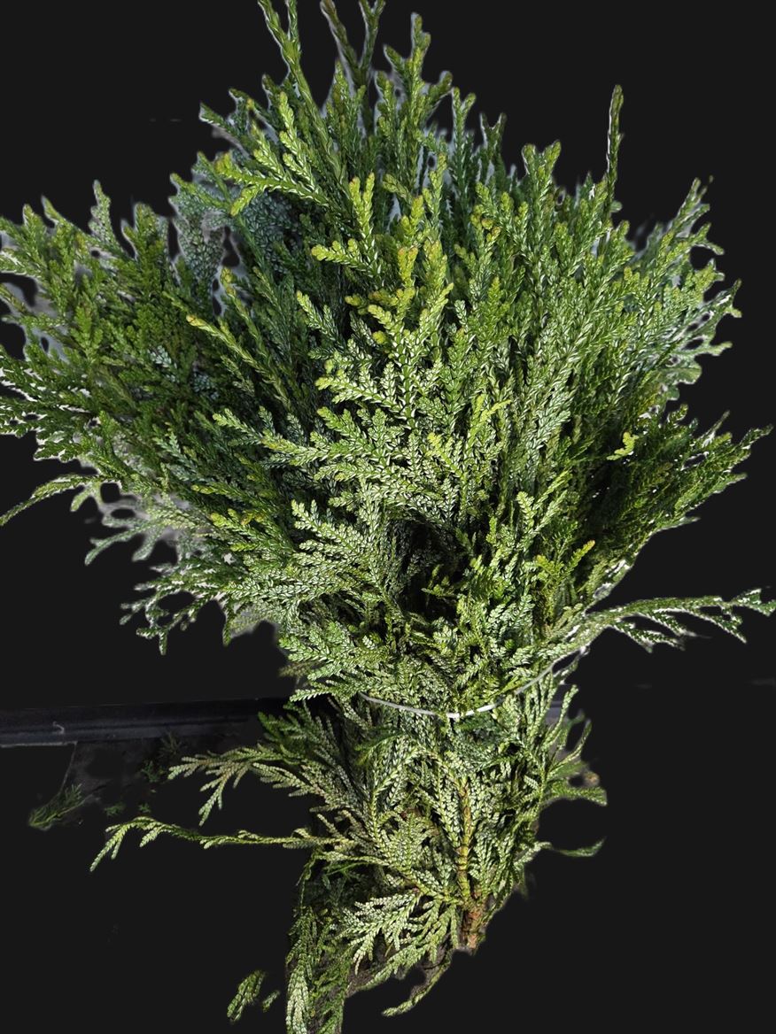 Thujopsis Dolabrata Per Bunch 50cm