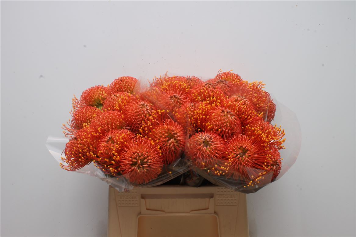 Leucospermum Gold Dust 50cm