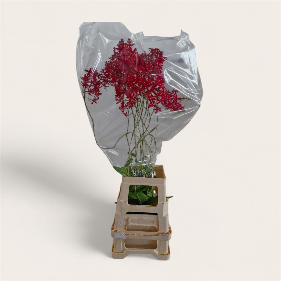 Orchide Nobile 90cm