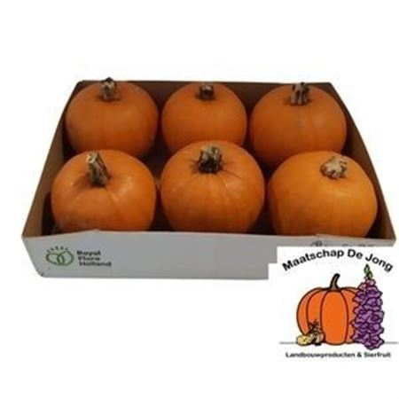 Cuc Halloween