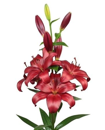 Li La Kamsberg 90cm 5/7bl