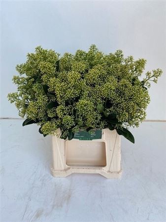 Skimmia Mag Finchy Bs 40cm