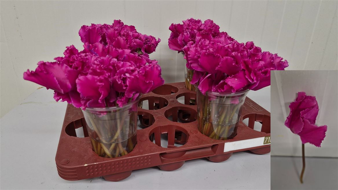 Cyclamen Light Pink 20cm
