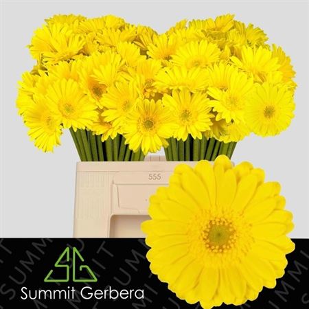 Gerbera Mini Moreno
