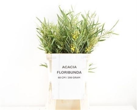 Acacia B Purpurea Bs 60cm 200gram