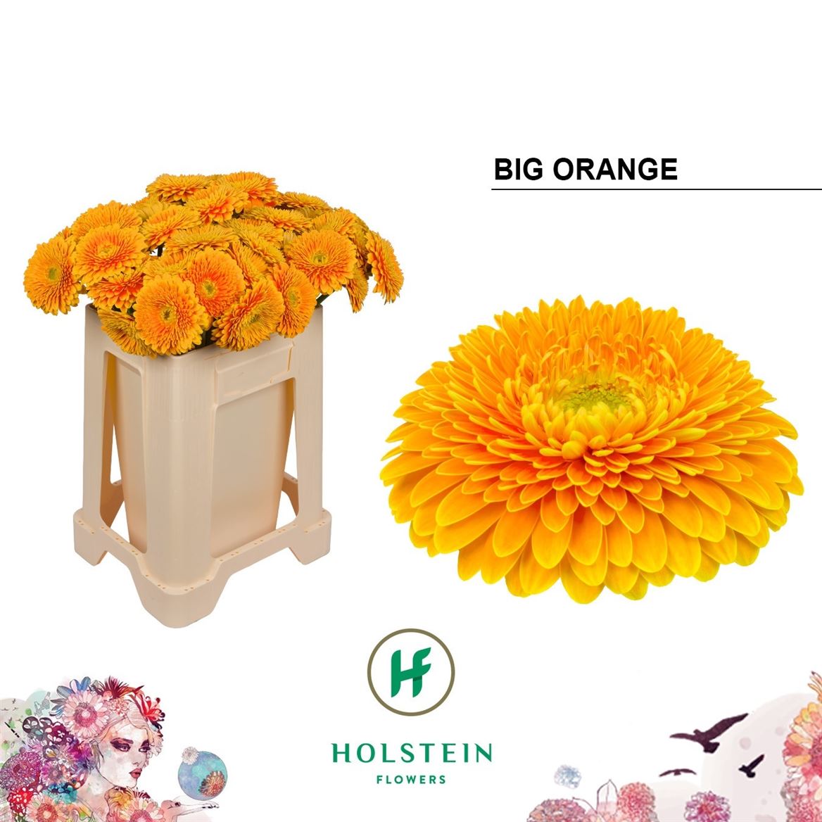 Gerbera Gb Gerp Big Orange