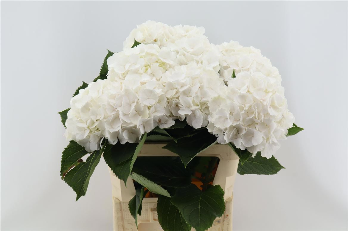 Hydrangea Royal Princess 60cm 18Ø
