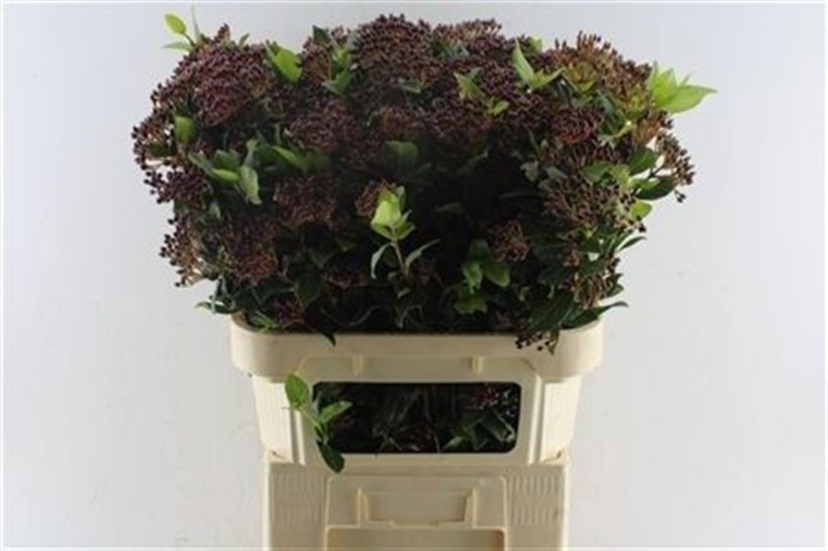 Viburnum T Red Spiri 80cm