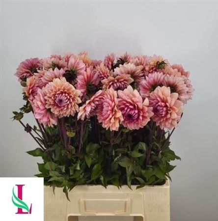 Dahlia Sweet Sanne 60cm
