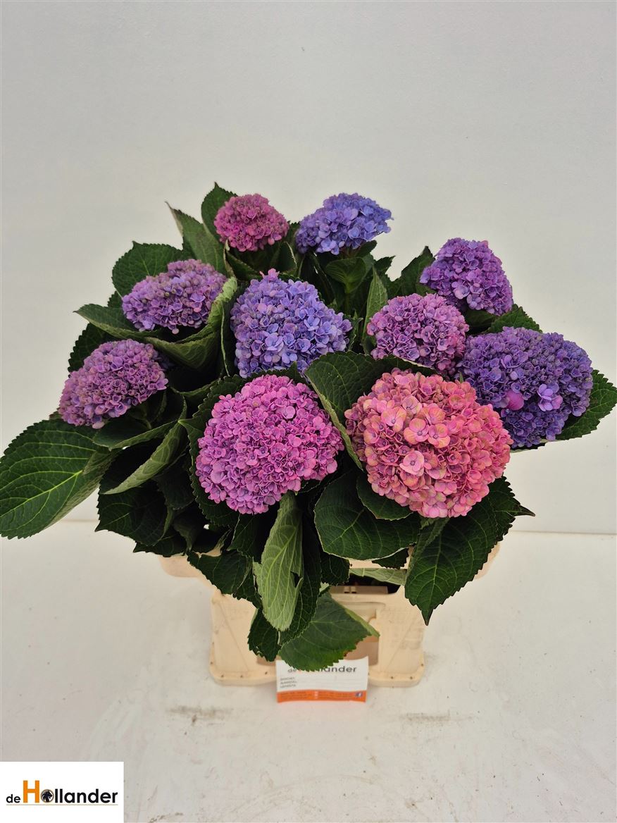Hydrangea Revolution 60cm 10Ø