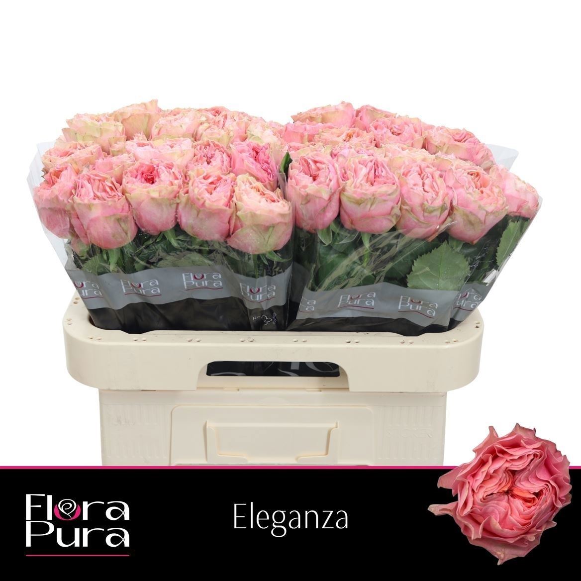 Rosa Eleganza 60cm