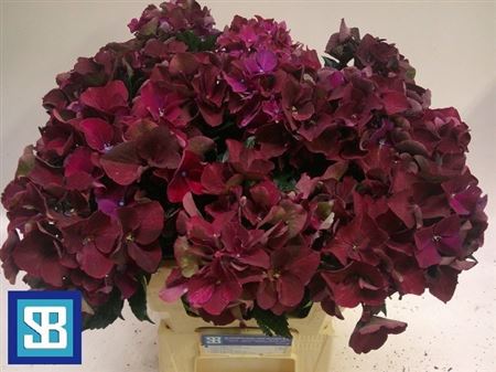 Hydrangea Mag Pink Ruby 60cm 13Ø
