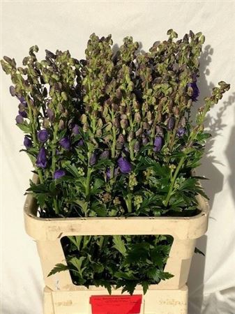 Aconitum Arensi 90cm