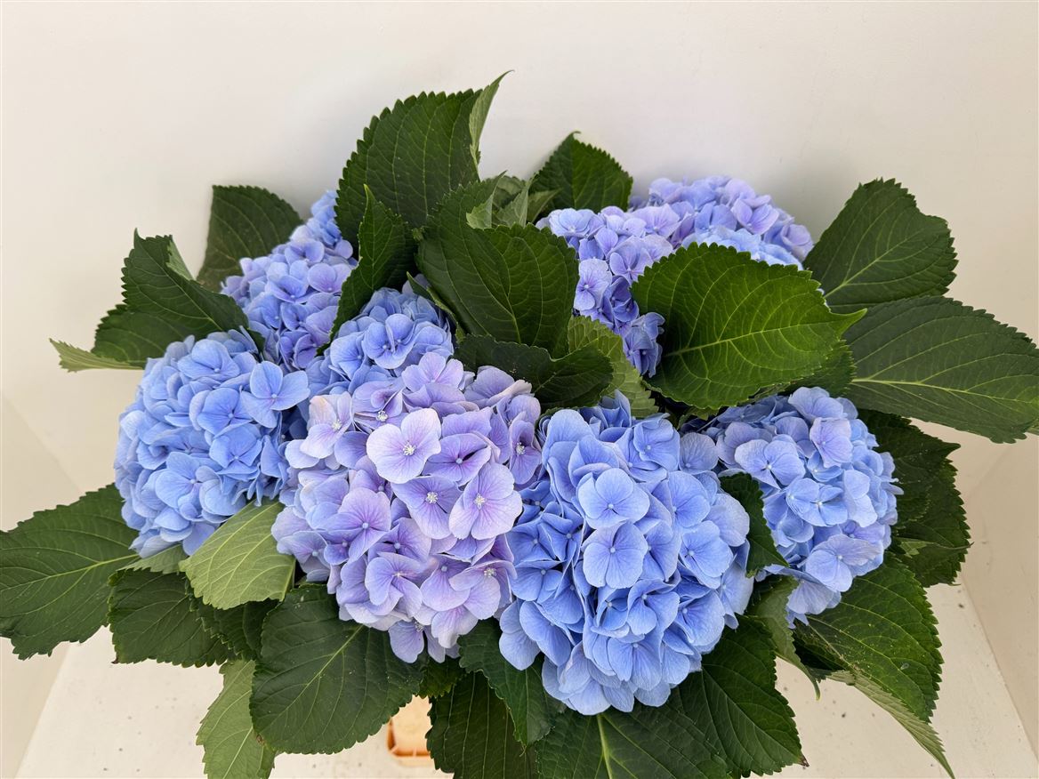 Hydrangea Verena Blue 60cm 19Ø