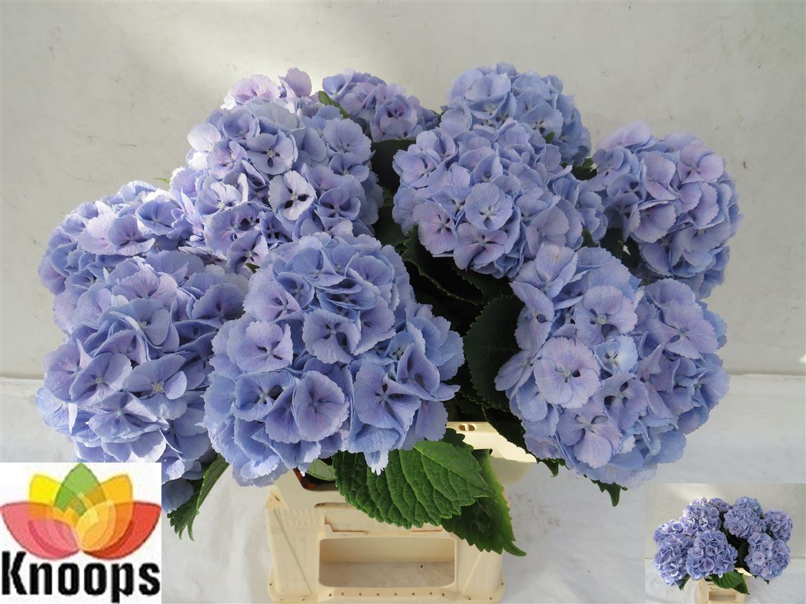 Hydrangea Lollypop Blue 60cm 15Ø