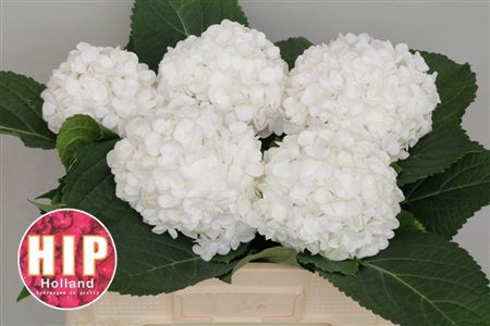 Hydrangea Cannonball 50cm 16Ø