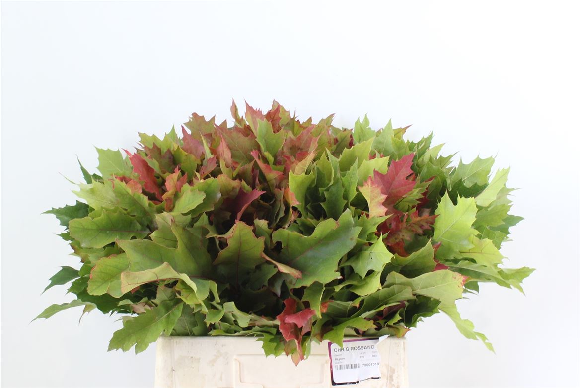 Quercus Rubra 60cm