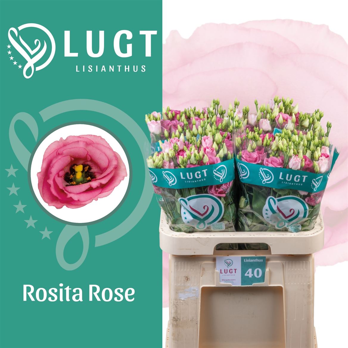Lisianthus Double Rosita Pink 70cm