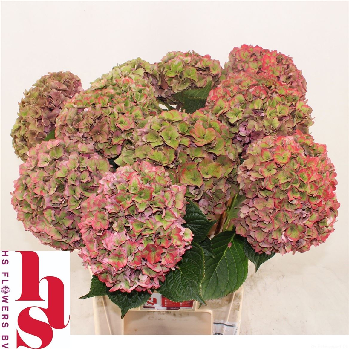 Hydrangea Rodeo Classic Pink 80cm 22Ø