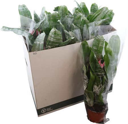 Aechmea Fas Primera